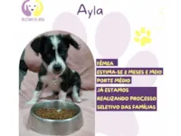 Cachorro raça SRD-ViraLata idade 2 a 6 meses nome Ayla