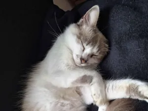 Gato raça SRD-ViraLata idade 7 a 11 meses nome Zoe