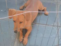 Cachorro raça Basset-Cofap idade 5 anos nome Théo 