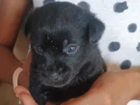 Cachorro raça SRD-ViraLata idade Abaixo de 2 meses nome RENATO CORREIA DO NASCIMENTO