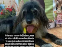 Cachorro raça SRD-ViraLata idade 6 ou mais anos nome Kaká 