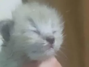 Gato raça SRD-ViraLata idade Abaixo de 2 meses nome Sem