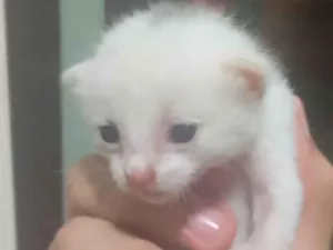 Gato raça SRD-ViraLata idade Abaixo de 2 meses nome Sem nome 