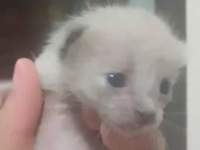 Gato raça SRD-ViraLata idade Abaixo de 2 meses nome Nime