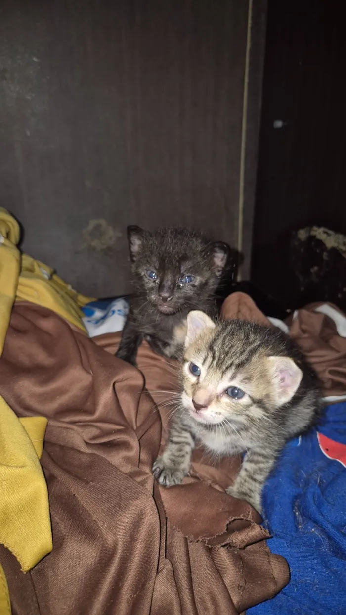 Gato raça SRD-ViraLata idade Abaixo de 2 meses nome Gatinhos