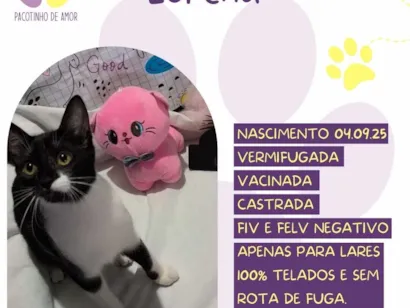 Gato raça SRD-ViraLata idade 2 a 6 meses nome Lorena 