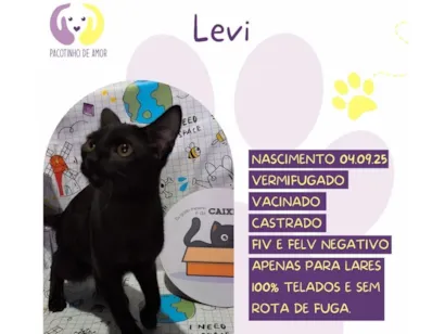 Gato raça SRD-ViraLata idade 2 a 6 meses nome Levi 