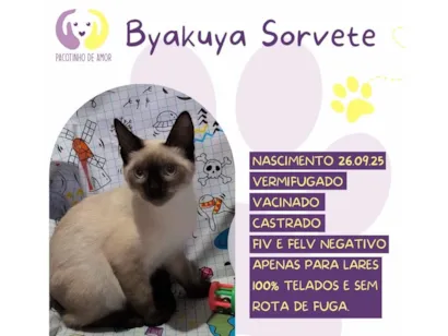 Gato raça SRD-ViraLata idade 2 a 6 meses nome Byakuya sorvete 