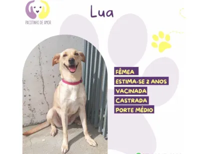 Cachorro raça SRD-ViraLata idade 2 anos nome Lua