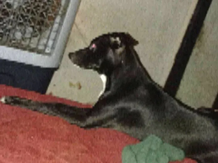 Cachorro raça SRD-ViraLata idade 7 a 11 meses nome GUSTAVO ALVES OLIVEIRA