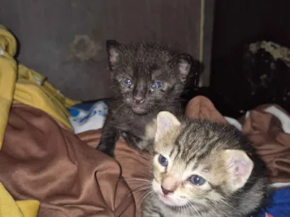 Gato raça SRD-ViraLata idade Abaixo de 2 meses nome Gatinhos