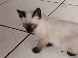 Gato raça Siamês e preto inteiro  idade 2 a 6 meses nome , Milady e Chanel 