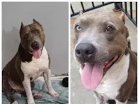 Cachorro raça Pit-Bull idade 4 anos nome Parça 