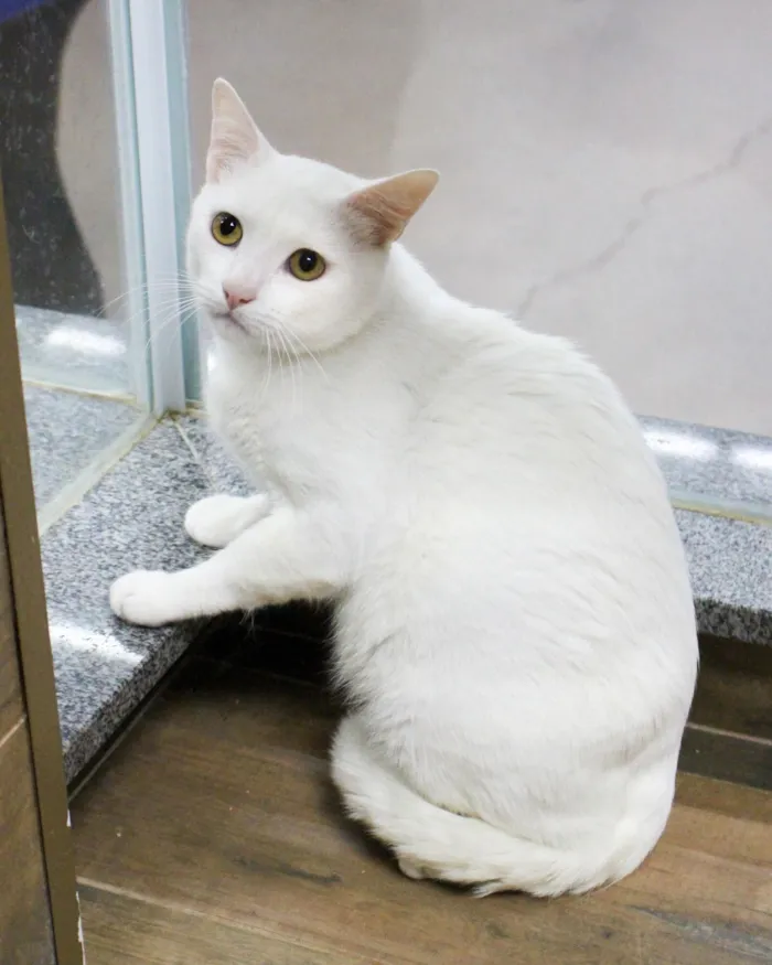 Gato raça SRD-ViraLata idade 1 ano nome YUKI