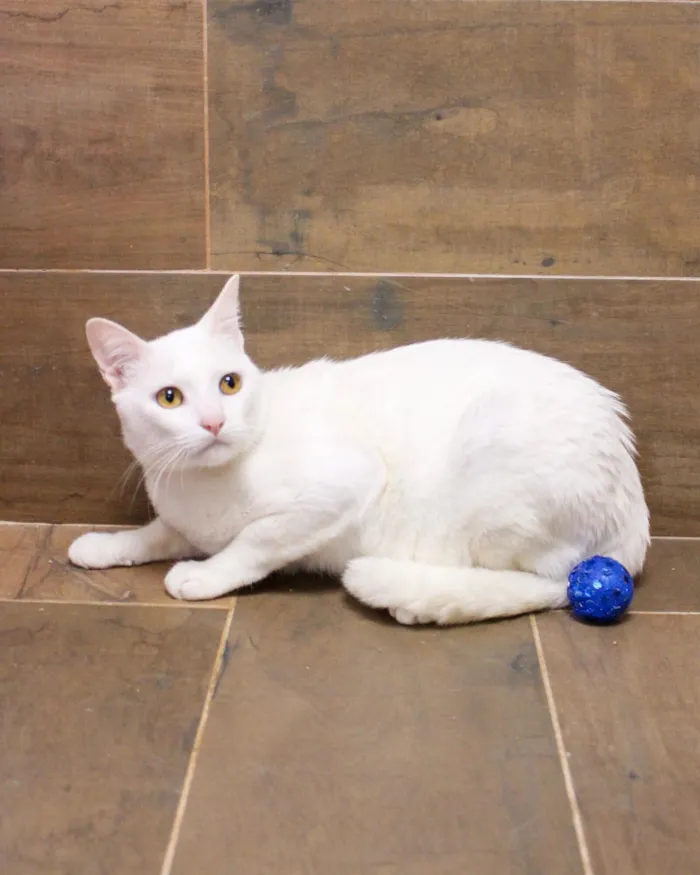 Gato raça SRD-ViraLata idade 1 ano nome YUKI