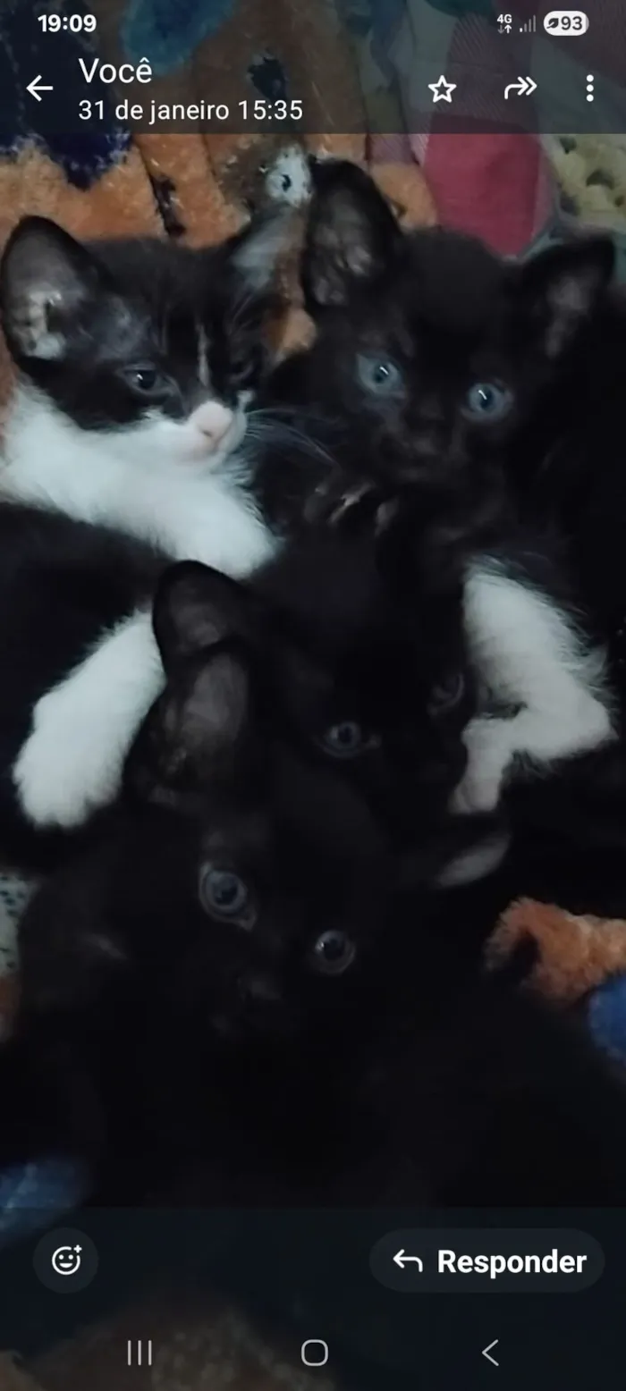 Gato raça SRD-ViraLata idade Abaixo de 2 meses nome JANAINA DE FRANCA BORGES