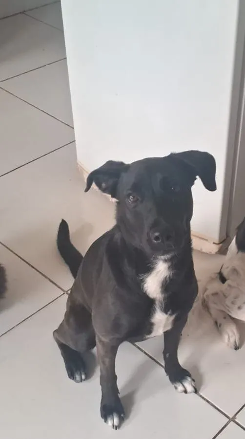Cachorro raça SRD-ViraLata idade 2 a 6 meses nome Liv