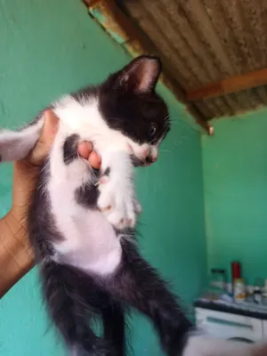 Gato raça SRD-ViraLata idade Abaixo de 2 meses nome Ainda n tem