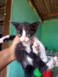 Gato raça SRD-ViraLata idade Abaixo de 2 meses nome Ainda n tem