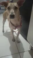 Cachorro raça SRD-ViraLata idade 2 anos nome Virada 