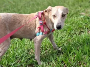 Cachorro raça SRD-ViraLata idade 2 anos nome Virada 