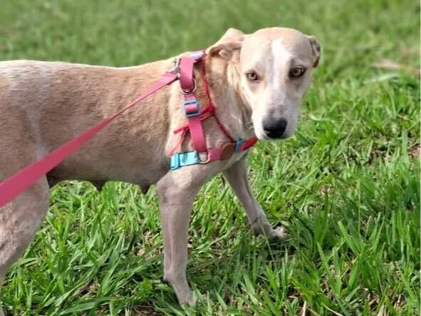 Cachorro raça SRD-ViraLata idade 2 anos nome Virada 