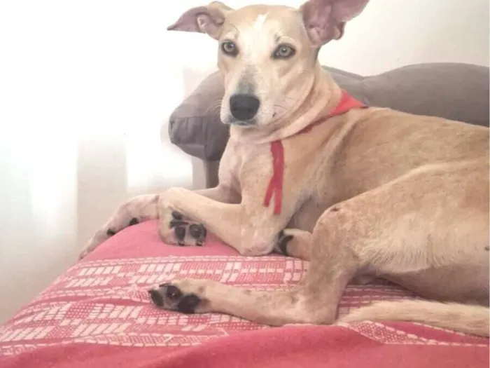 Cachorro raça SRD-ViraLata idade 2 anos nome Virada 