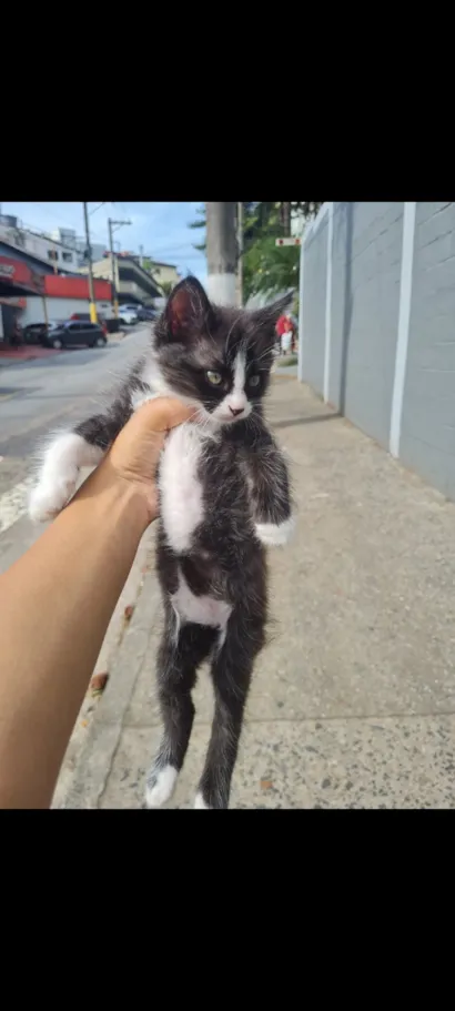 Gato raça SRD-ViraLata idade 2 a 6 meses nome Júlio 