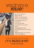 Gato raça SRD-ViraLata idade 2 a 6 meses nome Júlio 