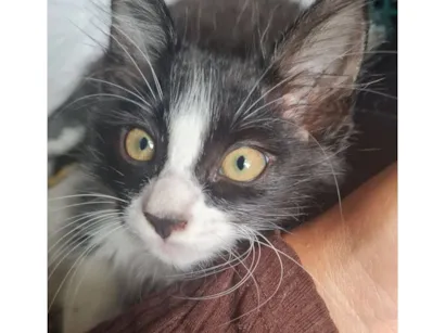 Gato raça SRD-ViraLata idade 2 a 6 meses nome Júlio 