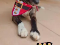 Cachorro raça SRD-ViraLata idade 6 ou mais anos nome Nick