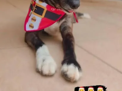 Cachorro raça SRD-ViraLata idade 6 ou mais anos nome Nick