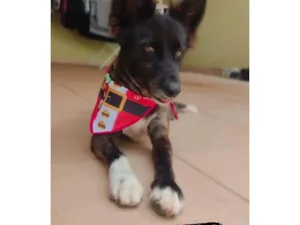 Cachorro raça SRD-ViraLata idade 6 ou mais anos nome Nick