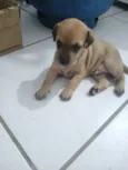 Cachorro raça SRD-ViraLata idade Abaixo de 2 meses nome Nao tem nome