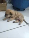 Cachorro raça SRD-ViraLata idade Abaixo de 2 meses nome Nao tem nome