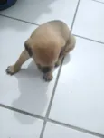 Cachorro raça SRD-ViraLata idade Abaixo de 2 meses nome Nao tem nome