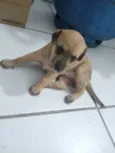 Cachorro raça SRD-ViraLata idade Abaixo de 2 meses nome Nao tem nome