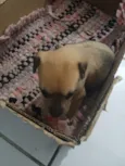 Cachorro raça SRD-ViraLata idade Abaixo de 2 meses nome Nao tem nome