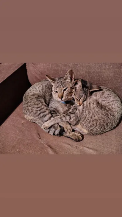 Gato raça SRD-ViraLata idade 1 ano nome Alejandro