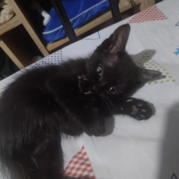 Gato raça SRD-ViraLata idade 2 a 6 meses nome Princesa e fofinho