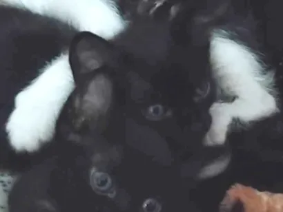 Gato raça SRD-ViraLata idade Abaixo de 2 meses nome JANAINA DE FRANCA BORGES