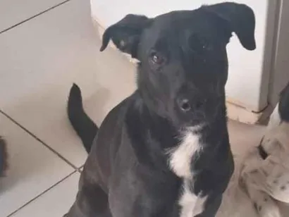 Cachorro raça SRD-ViraLata idade 2 a 6 meses nome Liv