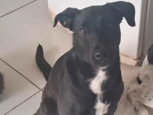 Cachorro raça SRD-ViraLata idade 2 a 6 meses nome Liv