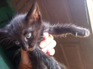 Gato raça SRD-ViraLata idade Abaixo de 2 meses nome Ainda n tem