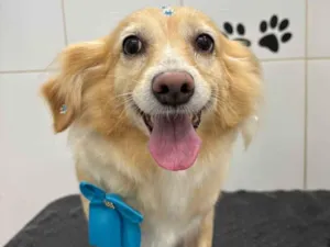 Cachorro raça SRD-ViraLata idade 6 ou mais anos nome Maia