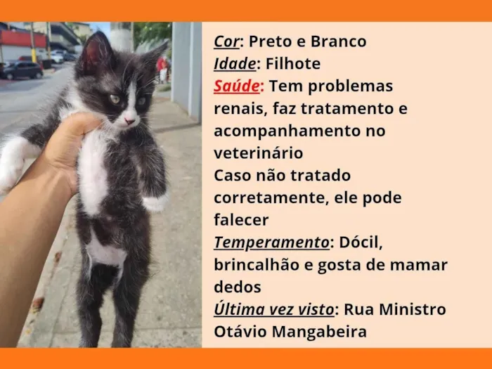 Gato raça SRD-ViraLata idade 2 a 6 meses nome Júlio 
