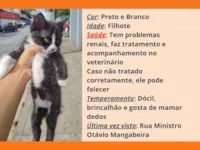 Gato raça SRD-ViraLata idade 2 a 6 meses nome Júlio 