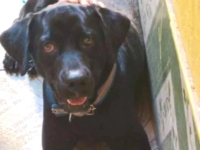 Cachorro raça Labrador idade 1 ano nome Bruno