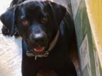 Cachorro raça Labrador idade 1 ano nome Bruno