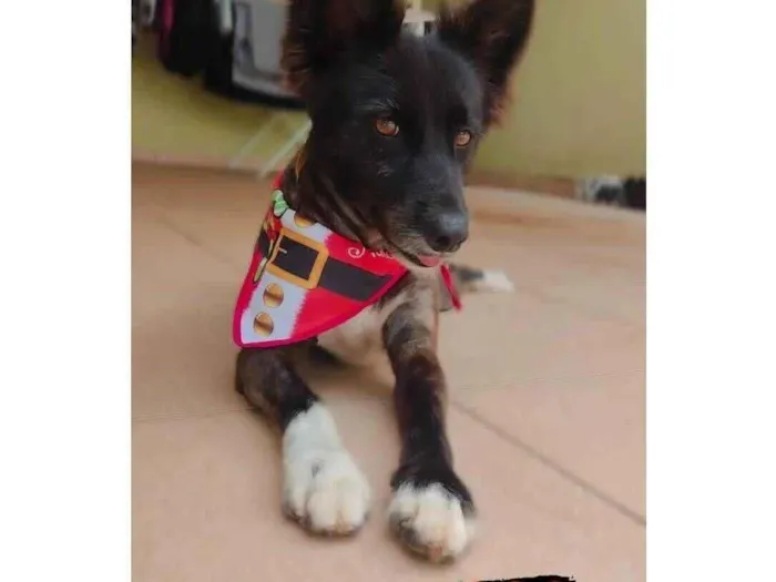 Cachorro raça SRD-ViraLata idade 6 ou mais anos nome Nick